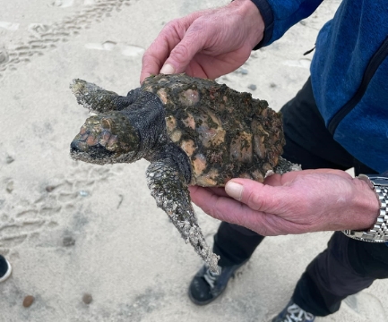 Flere usædvanlige skildpaddefund i Nordjylland.